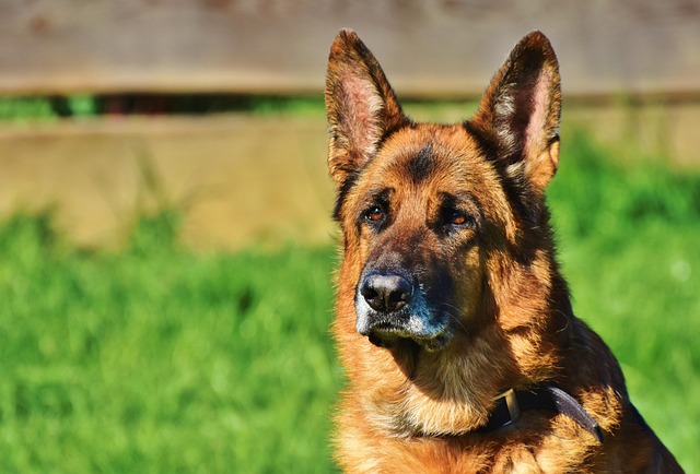 How K9 Security Services Transformed Guard Patrols with Timeshot.io